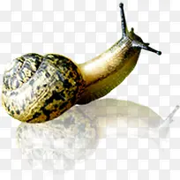 �ɰ�������ţ����-������