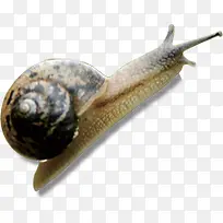 春天可爱蜗牛动物-空若网 春天可爱蜗牛动物-空若网