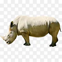 可爱高清野山犀牛-空若网 可爱高清野山犀牛-空若网