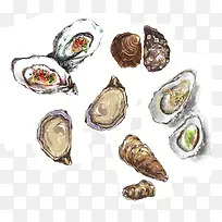 手绘生蚝-空若网 手绘生蚝-空若网