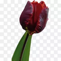 开花植物郁金香百合科-郁金香-空若网 开花植物郁金香百合科-郁金香-空若网