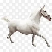 白色高清马匹插图-空若网 白色高清马匹插图-空若网
