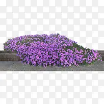 薰衣草花-空若网 薰衣草花-空若网