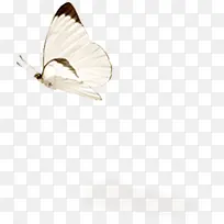 ��ɫС����-������