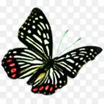 黑色蝴蝶水彩设计-空若网 黑色蝴蝶水彩设计-空若网