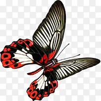 黑色翅膀蝴蝶-空若网 黑色翅膀蝴蝶-空若网