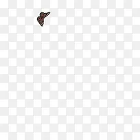 生物黑色翅膀蝴蝶-空若网 生物黑色翅膀蝴蝶-空若网