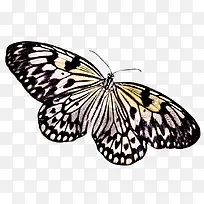 蝴蝶黑色翅膀蝴蝶-空若网 蝴蝶黑色翅膀蝴蝶-空若网