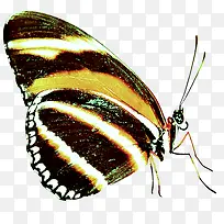 ������ɫ���������-������