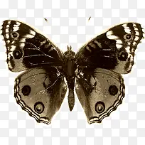 ������ɫ���ڵ����-������