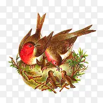 树枝上的鸟巢-空若网 树枝上的鸟巢-空若网