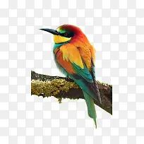 黄鹂站在树枝上的黄鹂-空若网 黄鹂站在树枝上的黄鹂-空若网