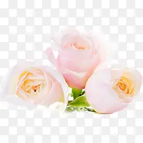 高清立体摄影花朵-空若网 高清立体摄影花朵-空若网