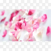 景深效果花朵高清摄影-空若网 景深效果花朵高清摄影-空若网