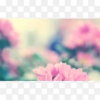 高清景深效果花朵摄影-空若网 高清景深效果花朵摄影-空若网