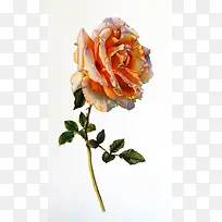 花朵合成效果高清摄影-空若网 花朵合成效果高清摄影-空若网