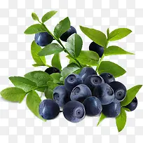 高清蓝莓植物水果-空若网 高清蓝莓植物水果-空若网