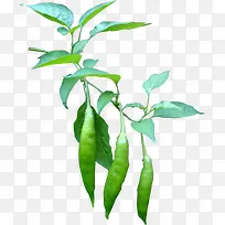 高清摄影豌豆荚植物-空若网 高清摄影豌豆荚植物-空若网