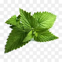 ������Ӱ��ɫ��ֲ��-������