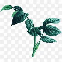 高清摄影绿色的草本植物造型-空若网 高清摄影绿色的草本植物造型-空若网