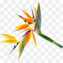 ������Ӱ�ݱ�ֲ��-������