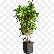 高清摄影草本植物花草-空若网 高清摄影草本植物花草-空若网