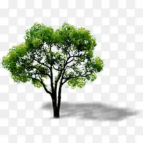 绿色草本植物高清摄影-空若网 绿色草本植物高清摄影-空若网