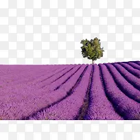 东方普罗旺斯薰衣草庄园景点-空若网 东方普罗旺斯薰衣草庄园景点-空若网