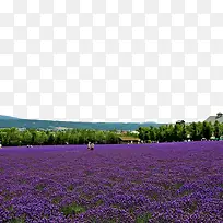 普罗旺斯薰衣草庄园-空若网 普罗旺斯薰衣草庄园-空若网