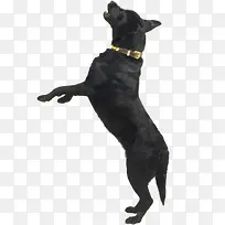 高清摄影黑色的小狗猎犬-空若网 高清摄影黑色的小狗猎犬-空若网