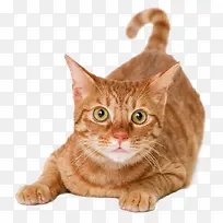 可爱猫咪-空若网 可爱猫咪-空若网