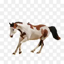 卡通图片卡通马素材-空若网 卡通图片卡通马素材-空若网