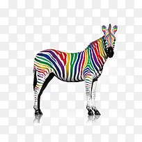 彩色斑马-空若网 彩色斑马-空若网