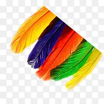 彩色羽毛医院素材-空若网 彩色羽毛医院素材-空若网