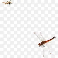 可爱水墨蜻蜓设计-空若网 可爱水墨蜻蜓设计-空若网