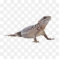 冷血蜥蜴动物高清-空若网 冷血蜥蜴动物高清-空若网