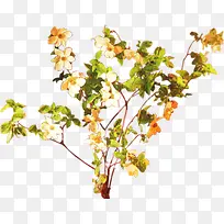 手绘花卉个性插画-空若网 手绘花卉个性插画-空若网