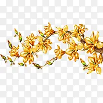 ��ɫ���ܲ廭����-������