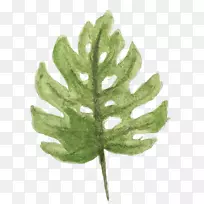 水彩画平面设计-水彩画叶-空若网 水彩画平面设计-水彩画叶-空若网