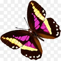 粉黄色斑点翅膀蝴蝶-空若网 粉黄色斑点翅膀蝴蝶-空若网