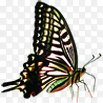 �ڰ׳�����-������