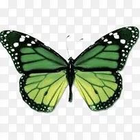 蝴蝶黑白翅膀蝴蝶-空若网 蝴蝶黑白翅膀蝴蝶-空若网