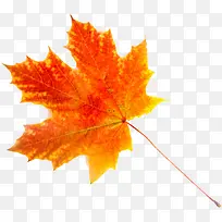 橙色枫叶素材-空若网 橙色枫叶素材-空若网