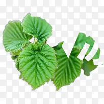 ������Ӱ��ɫҶ��-������