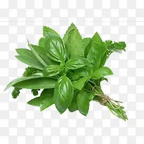 ��������߲�Ҷ��-������