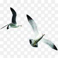 摄影海鸥飞翔效果-空若网 摄影海鸥飞翔效果-空若网