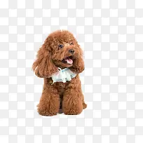 泰迪图片素材-空若网 泰迪图片素材-空若网