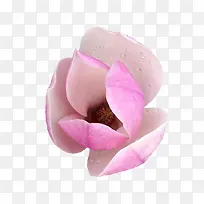 粉花-空若网 粉花-空若网