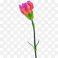 康乃馨-空若网 康乃馨-空若网