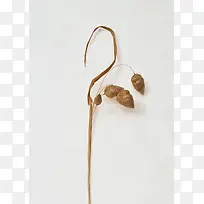 白色简约干枯树枝-空若网 白色简约干枯树枝-空若网